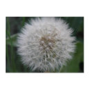 Search for dandelion art Closeup