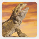 Search for beard stickers Reptile