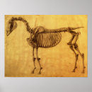 Search for horse anatomy posters Skeleton