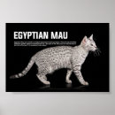 Search for egyptian mau pet