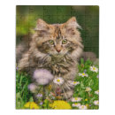 Search for maine coon cat puzzles Tabby