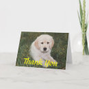Search for golden retriever thank you cards Puppies