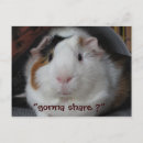 Search for cute graduation pig Animals