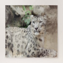 Search for snow leopard puzzles Nature