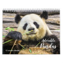 Search for panda bear calendars Cute