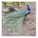 Search for peacock art Blue green