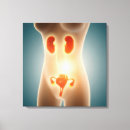 Search for female anatomy canvas prints Organ