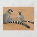 Search for madagascar postcards Endangered