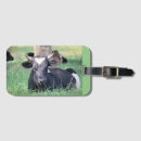 Search for cow luggage tags Photography
