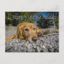 Search for pet loss postcards Golden retriever