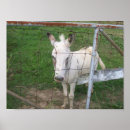 Search for mule posters Donkey