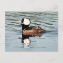 Search for merganser duck Animals
