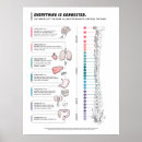 Search for chiropractic posters Spine