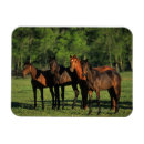Search for thoroughbred horse photo magnets equestrian