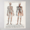 Search for medical posters Anatomical
