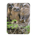 Search for idaho magnets Wildlife