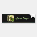 Search for june bug Insect
