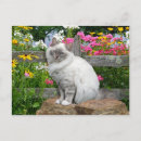 Search for birman cat Flowers