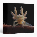 Search for axolotl office supplies Animal
