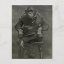 Search for chimpanzee postcards Monkeys