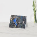 Search for bluebird cards Stationary