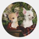 Search for chihuahua stickers white