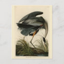 Search for audubon postcards Bird