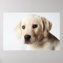 Search for labrador posters Portrait