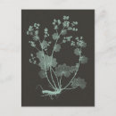 Search for mint postcards Botanical