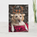 Search for yellow lab christmas cards Dogs
