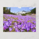Search for bulgaria postcards Europe