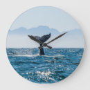 Search for whale clocks Ocean