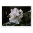 Search for african violet Birthday