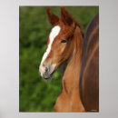 Search for headshot posters Breed
