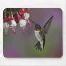 Search for hummingbird mousepads Adam jones