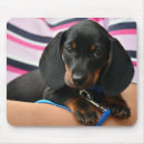 Search for dachshund mousepads Animal