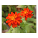 Search for 10x8 posters Flower