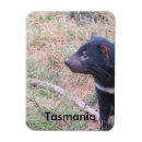 Search for tasmanian devil gifts Nature