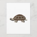 Search for sea turtle postcards Save