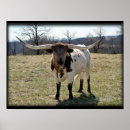 Search for longhorn posters Steer