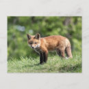 Search for adirondack postcards Nature