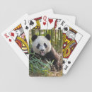 Search for wildlife playing cards bear