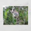 Search for madagascar postcards Primate