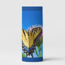 Search for butterfly candles Wildlife