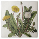 Search for dandelion tiles Botanical
