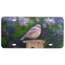Search for bluebird plates Snow