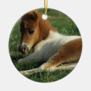 Search for miniature horse Foal