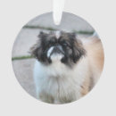 Search for shih tzu ornaments Pet