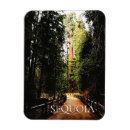 Search for sequoia national park magnets Souvenir