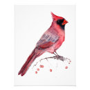 Search for cardinals in winter posters Red cardinal